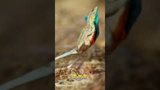 This Lizard’s Crazy Escape Technique 🦎 lizards reptiles [upl. by Macintyre295]