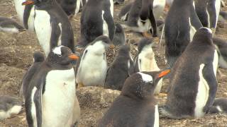 Long video of activity in the gentoo penguin colony [upl. by Akirea651]