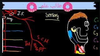 cervical plexus شرح اعصاب الرقبة [upl. by Nowad327]