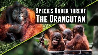 The Orangutan – We study this most fabulous of primates [upl. by Aljan]