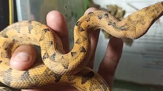 yellow paulsonifypage snake reptil [upl. by Emeric]