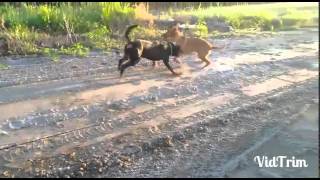 Rhodesian ridgeback vs Rottweiler [upl. by Enyad]