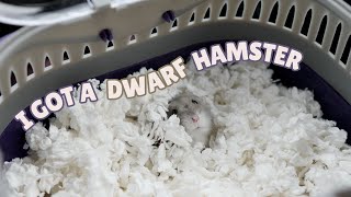 I GOT A DWARF HAMSTER [upl. by Delwyn]