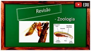 Revisão Zoologia [upl. by Rukna]