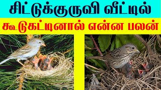 சிட்டுக்குருவி வீட்டில் கூடுகட்டினால் என்ன பலன் Lucky Pets for Home  Indian Astrology predictions [upl. by Retsila]