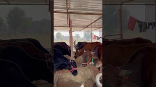 Kamal dairy farm shortvideo cowvideos dairyfarm milk [upl. by Pooi]