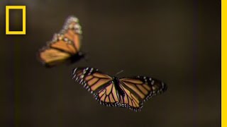 How to Create Your Own Monarch Butterfly Rest Stop  National Geographic [upl. by Bedwell135]