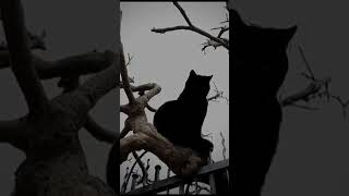 Do black cat scary u noo hoor [upl. by Fante406]