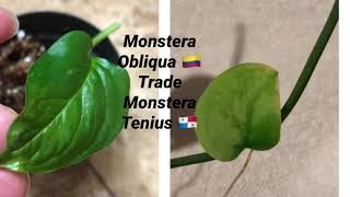 Monstera Tenuis Trade Monstera Obliqua Colombia [upl. by Solrak204]