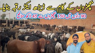 Bachra Farming Fattening Business in Punjab Pakistan [upl. by Gere]