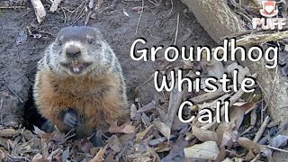 Groundhog whistle call Documentary Woodchuck MatingCall 土拨鼠叫声 [upl. by Gnes]