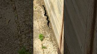 Very Rare black snake uk  grass snake [upl. by Katlaps]