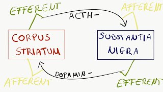 Afferent und Efferent [upl. by Delp]