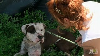 Rescuing a Dog with Deep Infected Wounds  Pit Bulls and Parolees [upl. by Ahsinan474]