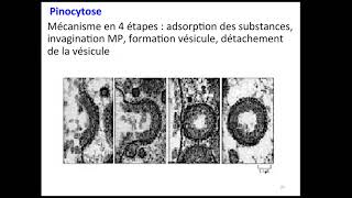 Endocytose [upl. by Aubert]