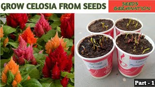 Grow Celosia From Seeds  How to sow celosia  सेलोसिआ को बीज से लगाए  Celosia Seeds Germination [upl. by Kacey783]