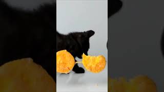 kitten asmr 🐣 [upl. by Kcireddor]