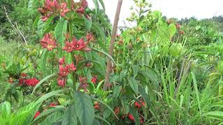 Clerodendrum indicum Turks turban [upl. by Poulter]