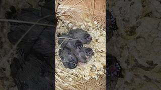 Blue Gouldain Finch Chicks 😍😎 shorts birds [upl. by Blanch257]