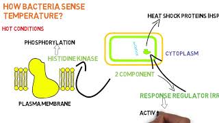 Signal Transduction Lecture 08 Bacterial signal transduction [upl. by Carleen963]