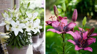 How to Plant Asiatic Lilies Summer Garden Guide [upl. by Fabyola]