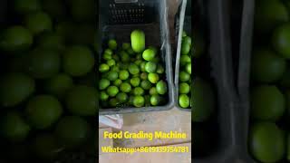 How to Easily Grade and Improve Quality Consistency with a Food Grading Machine [upl. by Natehc987]