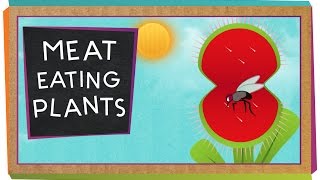 MeatEating Plants  Botany for Kids  SciShow Kids [upl. by Ajile]