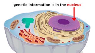 Eukaryotic Cells Part 1 Animal Cells and Endosymbiotic Theory [upl. by Annemarie54]