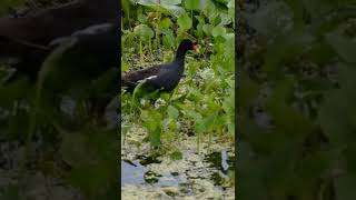 Common Gallinule bird call shorts birds wildlife bird birdsounds [upl. by Ailyt]