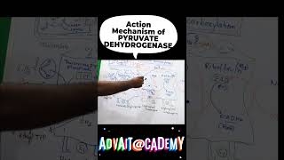 Mechanism of action of pyruvate dehydrogenase complex [upl. by Cutter]