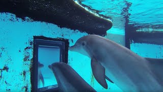 Dolphins How Smart are They Actually  Inside the Animal Mind  BBC Earth [upl. by Nisbet310]