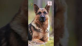 Top 5 USA Dog Breeds viral dogbreeds shortsfeed trendingshorts [upl. by Schertz]