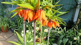 Fritillaria imperialis Rubra [upl. by Sunil]