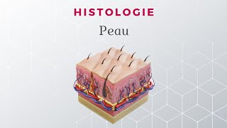 Histologie de la Peau [upl. by Nilrak]