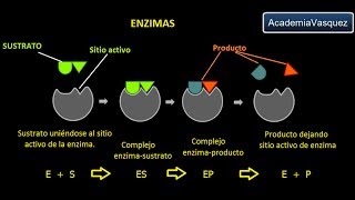 Enzimas Estructura Características y Funciones [upl. by Ranitta822]