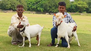 Quality Puff Bantam male Female and Kids jodi at Haniya goat farm Aurangabad [upl. by Naasar]