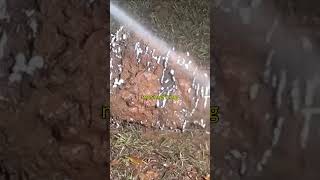 Molten Aluminum Poured Into Ant Colony –It Will Leave You Speechless😱 trending shorts [upl. by Alon]