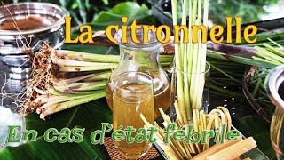 LA CITRONNELLE FAIRE UNE TISANE  ILE DE LA REUNION [upl. by Natanoy]