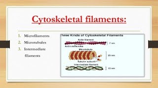 Cytoskeletal elements Microfilaments actin filaments  Intermediate  Microtubules [upl. by Notsirt83]