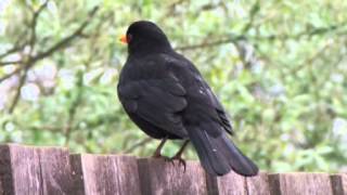 Blackbird Singing [upl. by Lajib]