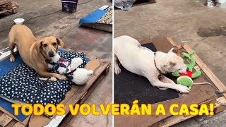 Perritos Rescatados de Inundaciones en Brasil Reciben una Donación de Peluches [upl. by Aihseit913]