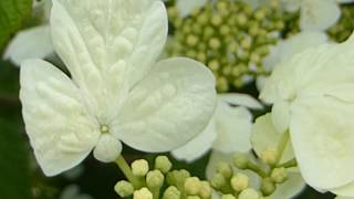 Hydrangea  Hydrangea petiolaris  Klifurhind  Klifurhortensía  Klifurjurtir  Blómstrandi runnar [upl. by Wixted]