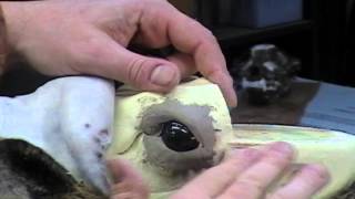 TH Taxidermy Installing ear liners sculpting upper and lower eye lids Cass City Michigan [upl. by Atyekram]