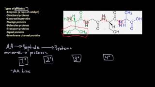 Amino Acids Peptides and Proteins Whats the Difference and How They Make the Cells Machinery [upl. by Olnay]