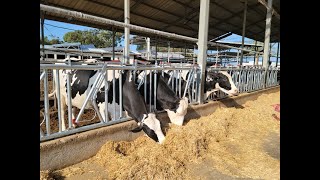 Cow Headlocks for dairy farms Hayvan yemlik kafa kilidi uygulaması [upl. by Jelks973]