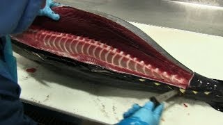 How to Fillet Tuna [upl. by Montgomery]