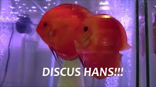 DISCUS HANS INTERVIEW PART 2 ARE DISCUS HARD TO KEEP [upl. by Gayelord]