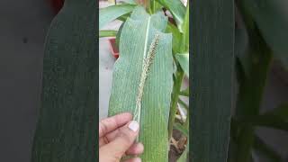 Ab Aayge BIG SIZE Corn 🌽 corn cornplant cornpollination [upl. by Lichter]