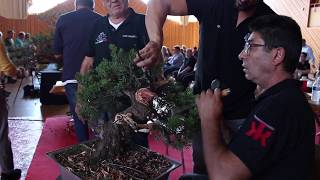 Bonsai demo by Salvatore Liporace and Luigi Maggioni [upl. by Rosette454]