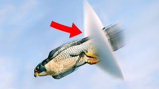 Top 10 Birds Who Can Fly THROUGH The Sound Barrier [upl. by Kassia]